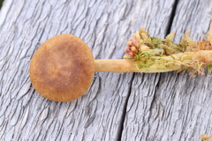 Cortinarius huronensis