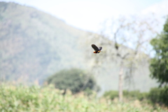 Euplectes hordeaceus