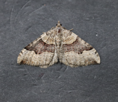 Xanthorhoe decoloraria