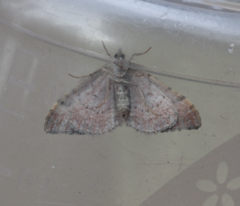 Xanthorhoe decoloraria