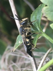 Coelioxys