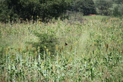 Euplectes hordeaceus