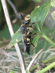 Coelioxys