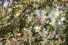 Coccopygia quartinia