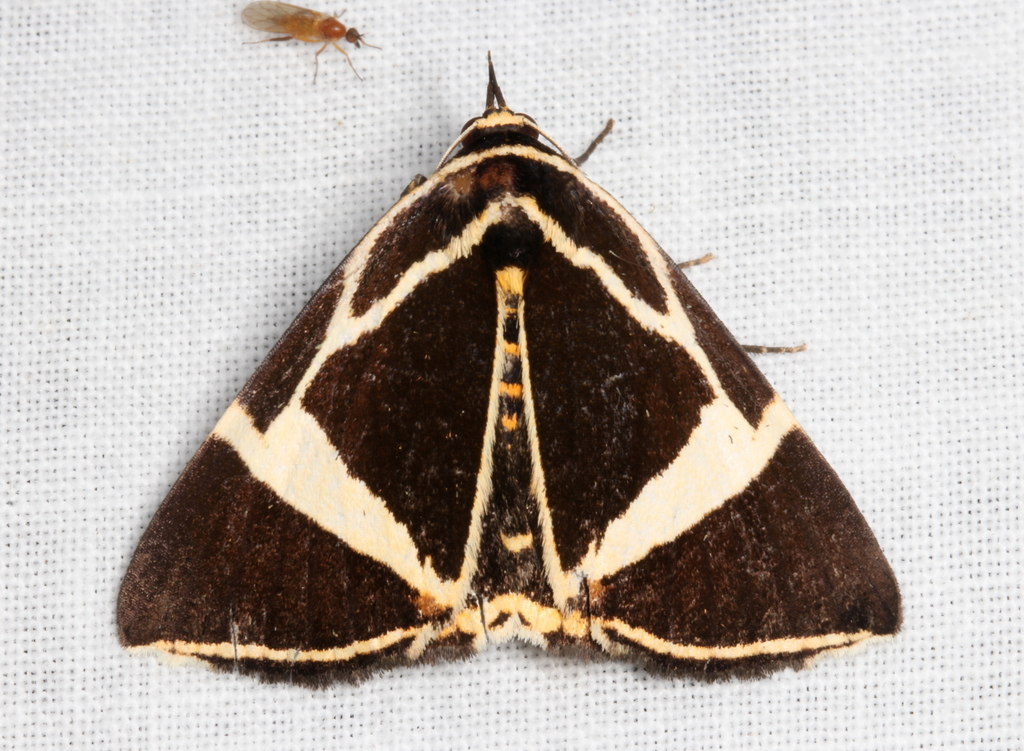 Fodina ostorius