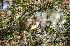 Coccopygia quartinia