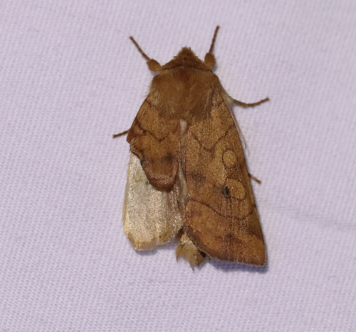 Smoked Sallow photo 2