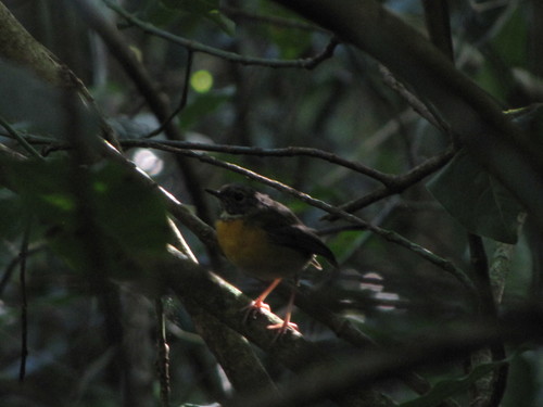 iNaturalist image