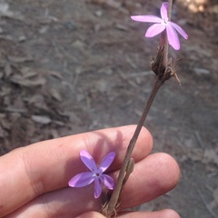 Pseuderanthemum praecox