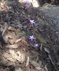 Pseuderanthemum praecox