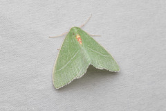 Chlorosea banksaria