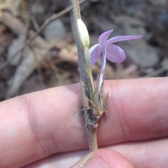 Pseuderanthemum praecox