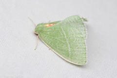 Chlorosea banksaria