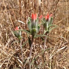 Castilleja nervata