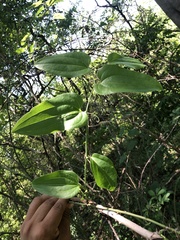 Smilax moranensis
