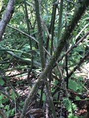 Smilax moranensis
