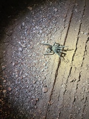 Aphonopelma peloncillo