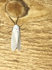 Pygarctia roseicapitis