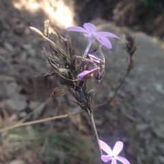 Pseuderanthemum praecox