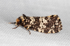 Ardiosteres moretonella