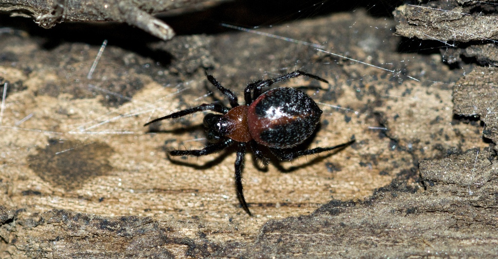 Alpaida carminea