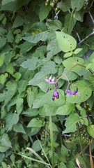Solanum dulcamara