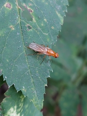 Psila