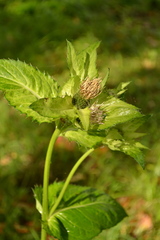 Cirsium oleraceum