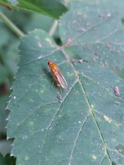 Psila