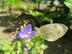 Pieris napi
