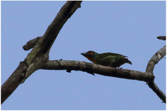 Psilopogon rubricapillus