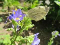 Pieris napi