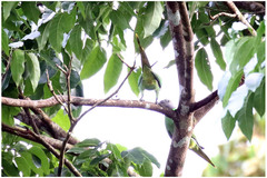 Psittacula calthrapae