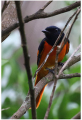 Pericrocotus flammeus