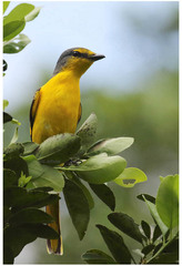 Pericrocotus flammeus