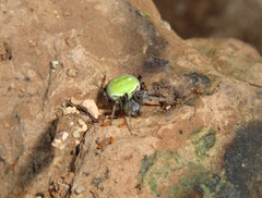 Araneus lathyrinus