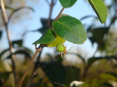 Araneus lathyrinus