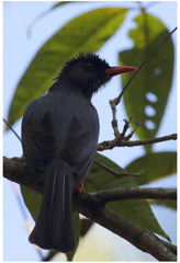 Hypsipetes ganeesa