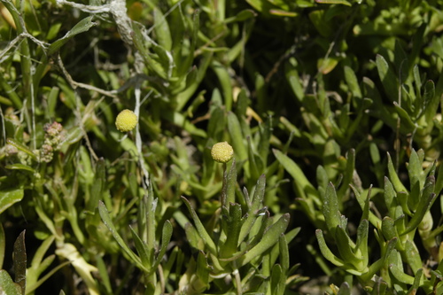 photo of Brass Buttons (Cotula coronopifolia)