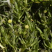 photo of Brass Buttons (Cotula coronopifolia)