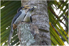 Ocyceros gingalensis