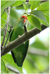 Loriculus beryllinus