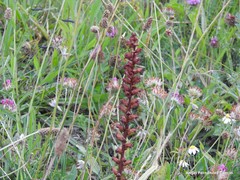 Orobanche foetida