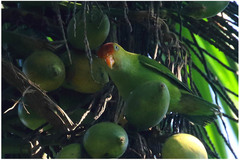 Loriculus beryllinus