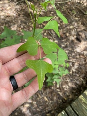 Erythrina herbacea