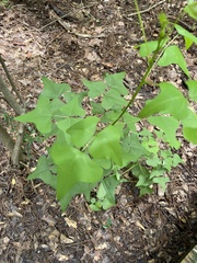 Erythrina herbacea