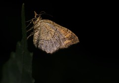 Chiasmia nora
