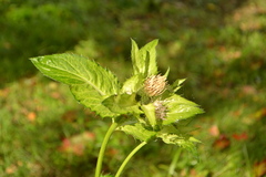 Cirsium oleraceum