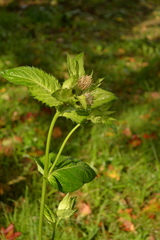 Cirsium oleraceum