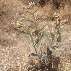Asclepias glaucescens